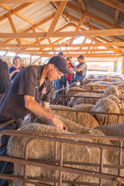 eudunda show